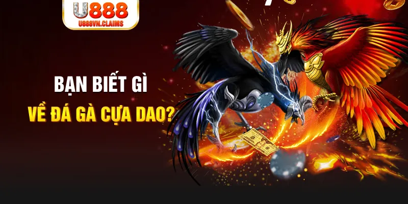 Bạn biết gì về đá gà cựa dao? Bạn biết gì về đá gà cựa dao?