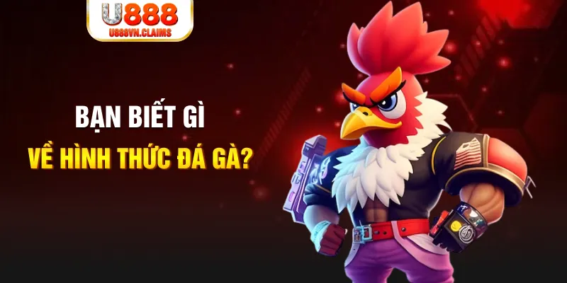 Bạn biết gì về hình thức đá gà? Bạn biết gì về hình thức đá gà?