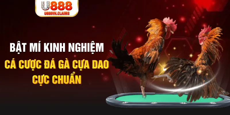Bật mí kinh nghiệm cá cược đá gà cựa dao cực chuẩn Bật mí kinh nghiệm cá cược đá gà cựa dao cực chuẩn