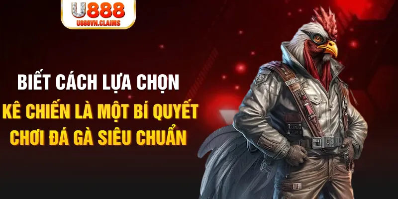 Biết cách lựa chọn kê chiến là một bí quyết chơi đá gà siêu chuẩn Biết cách lựa chọn kê chiến là một bí quyết chơi đá gà siêu chuẩn