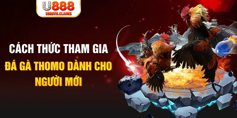 Cách thức tham gia đá gà Thomo dành cho người mới Cách thức tham gia đá gà Thomo dành cho người mới