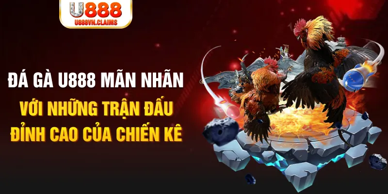 Đá Gà U888 Mãn Nhãn Với Những Trận Đấu Đỉnh Cao Của Chiến Kê Đá Gà U888 Mãn Nhãn Với Những Trận Đấu Đỉnh Cao Của Chiến Kê