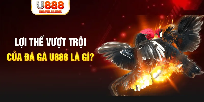 Lợi thế vượt trội của đá gà U888 là gì? Lợi thế vượt trội của đá gà U888 là gì?