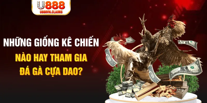 Những giống kê chiến nào hay tham gia đá gà cựa dao? Những giống kê chiến nào hay tham gia đá gà cựa dao?
