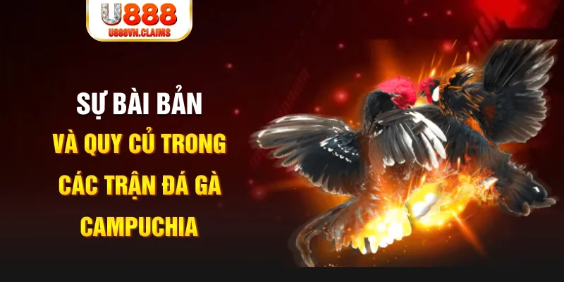 Sự bài bản và quy củ trong các trận đá gà Campuchia Sự bài bản và quy củ trong các trận đá gà Campuchia