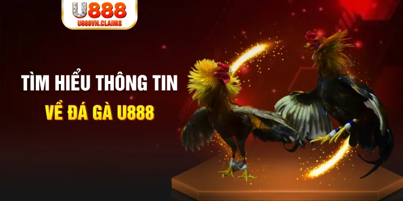 Tìm hiểu thông tin về đá gà U888 Tìm hiểu thông tin về đá gà U888